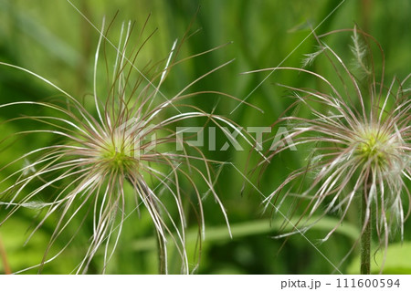 オキナグサの種 花が終わった後に白髪状になる オキナグサの種 花が終わった後に白髪状になる 111600594