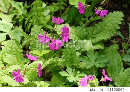 クリンソウ 林間や湿地に咲く ピンク色の花 クリンソウ 林間や湿地に咲く ピンク色の花 111600694