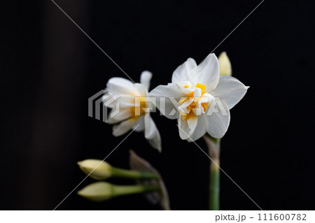 白い水仙のクローズアップ 111600782
