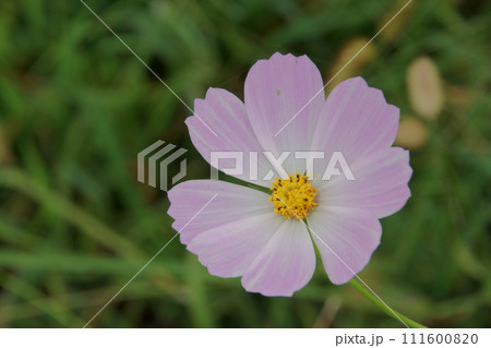 コスモス 111600820