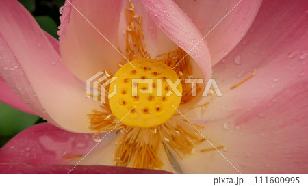 bright blooming pink water lotus flower growing among lush green leaves on calm pond 111600995