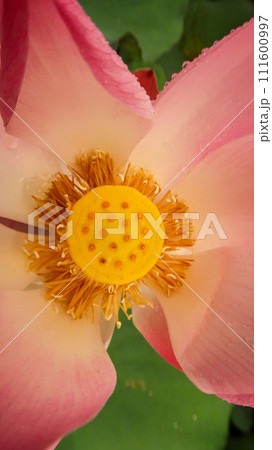 bright blooming pink water lotus flower growing among lush green leaves on calm pond 111600997