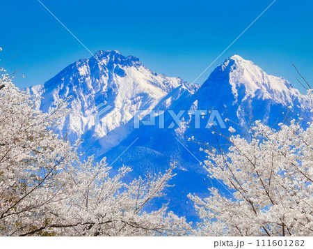雪山と桜 111601282