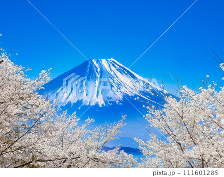 富士と桜 111601285