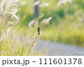 ススキになびくノビタキ 111601378