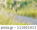 ススキの穂にとまるノビタキ 111601413