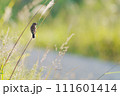 葦原にとまるノビタキ 111601414