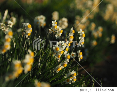 黄色い水仙 111601556