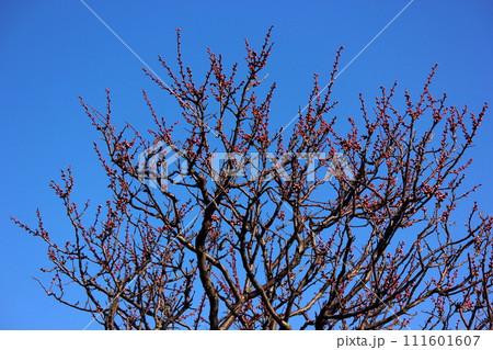 澄み切った青空に映える梅の蕾 111601607