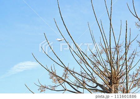 実だけが残ったセンダンの木 実だけが残ったセンダンの木 111601886