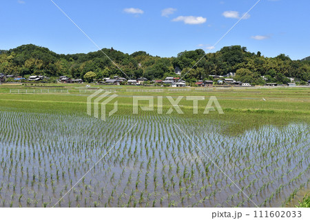 田植えが終わった水田 111602033