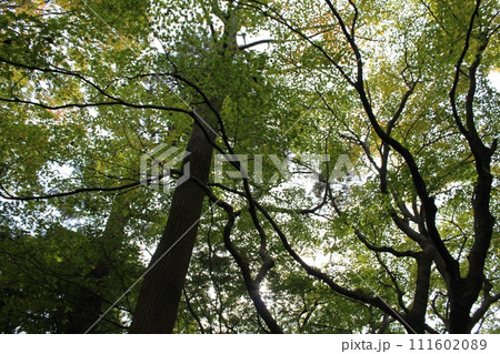 金沢城公園の植物 金沢城公園の植物 111602089