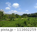 夏の青空のもとの樹木の緑に囲まれた公園風景 111602259