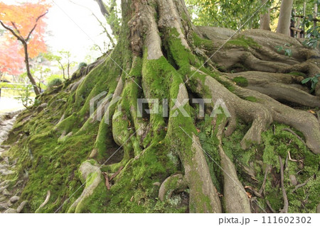 兼六園の植物 111602302