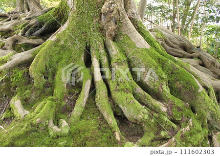 兼六園の植物 111602303