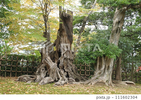 兼六園の植物 111602304