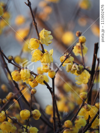 春の訪れを告げるロウバイ 春の訪れを告げるロウバイ 111602476