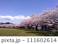 桜と青空のハーモニー 111602614