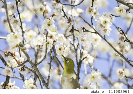 白い梅の花とメジロ 111602961
