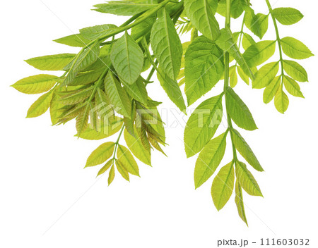 Green leaves isolated on white background. spring foliage. Elderberry isolated on white background. Green leaves isolated on white background. spring foliage. Elderberry isolated on white background. 111603032