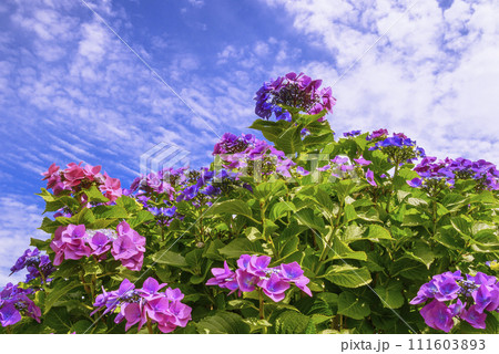 青空に映える紫陽花 青空に映える紫陽花 111603893
