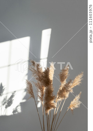 Pampas grass. Reed Plume Stem, Dried Pampas Grass, Decorative Feather Flower New Trendy Home Decor Pampas grass. Reed Plume Stem, Dried Pampas Grass, Decorative Feather Flower New Trendy Home Decor 111603976