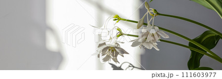Eucharis green leaves for composition design. Plant in pot tropical leaves background on grey Eucharis green leaves for composition design. Plant in pot tropical leaves background on grey 111603977