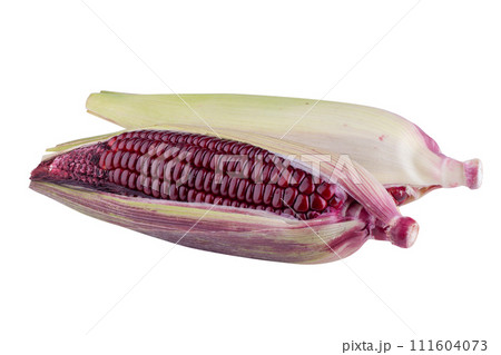 fresh purple corn isolated on a white background fresh purple corn isolated on a white background 111604073