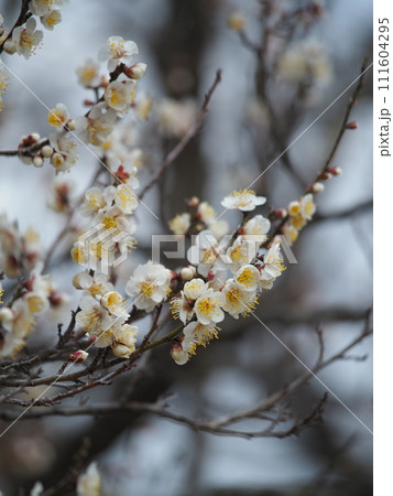 白い梅の花 111604295