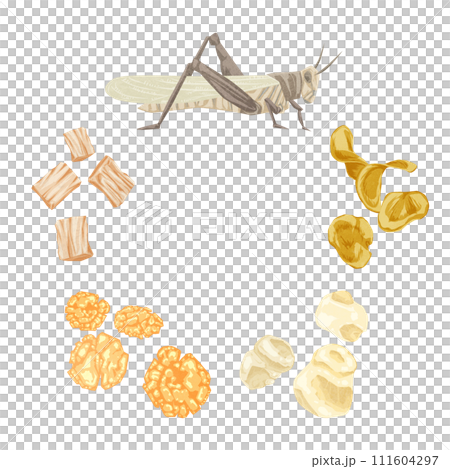 昆虫食スナックの手書き水彩風イラスト 昆虫食スナックの手書き水彩風イラスト 111604297