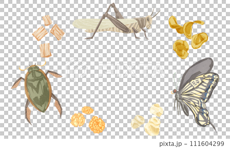Hand-drawn watercolor style illustration of insect food snacks Hand-drawn watercolor style illustration of insect food snacks 111604299