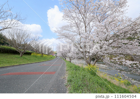 桜のある道 桜のある道 111604504