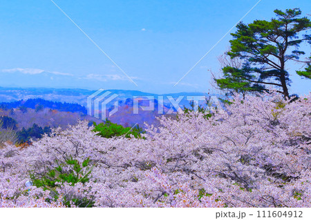滝山公園から眺望する満開の桜と残雪の奥羽山脈 111604912