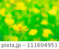 コスモス・レモンブライト2024.2.15-2 111604951