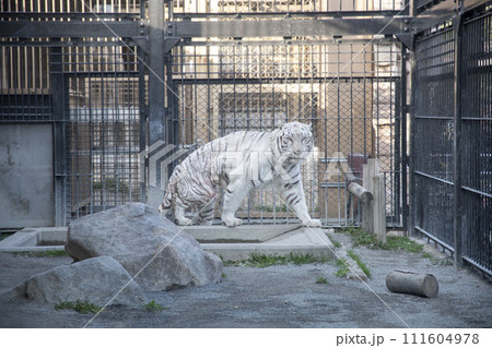 鋭い目をしたホワイトタイガー 111604978