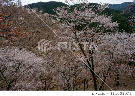 山桜の群生 111605073