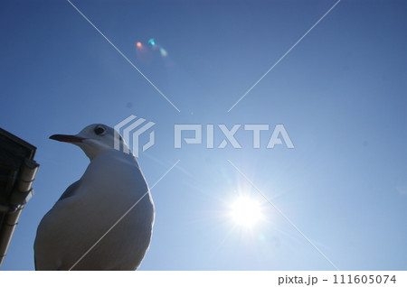 太陽に向かって 111605074