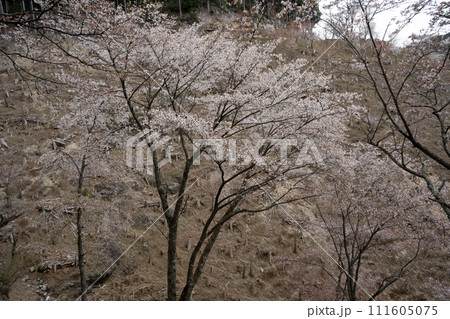 山に咲く山桜 山に咲く山桜 111605075