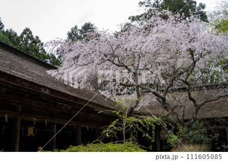 西行庵と山桜 西行庵と山桜 111605085