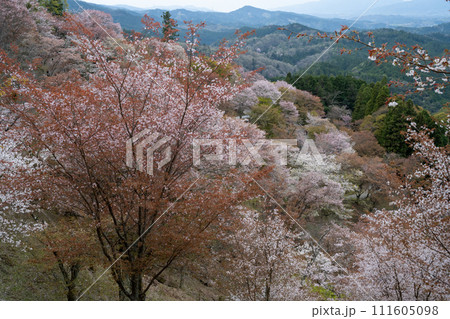 桜満開の山から見た吉野山の桜 桜満開の山から見た吉野山の桜 111605098