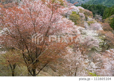 桜満開の山から見た吉野山の桜 111605104