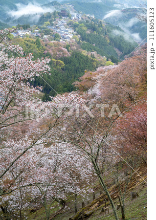 花矢倉展望台から見た吉野山桜 111605123