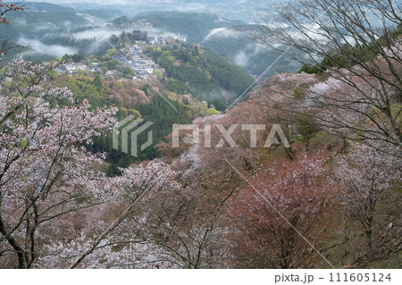 花矢倉展望台から見た吉野山桜 花矢倉展望台から見た吉野山桜 111605124