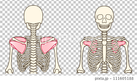 肩袖、肩袖（岡上肌、岡下肌、小圓肌、肩胛下肌） 111605188