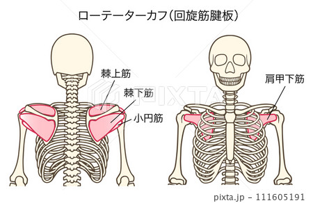 ローテーターカフ、回旋筋腱板の説明図（棘上筋、棘下筋、小円筋、肩甲下筋） 111605191