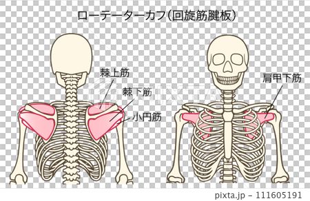 Illustration of rotator cuff and rotator cuff (supraspinatus, infraspinatus, teres minor, subscapularis) Illustration of rotator cuff and rotator cuff (supraspinatus, infraspinatus, teres minor, subscapularis) 111605191