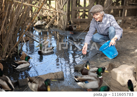 Elderly woman feeds domestic ducks on shore of man-made pond in the backyard of farm 111605783