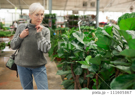 Elderly woman walking along potted ficus lyrata in garden store 111605867