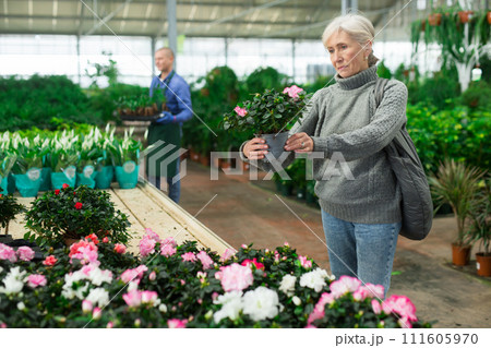 Positive senior woman choosing potted blooming azalea in shop 111605970