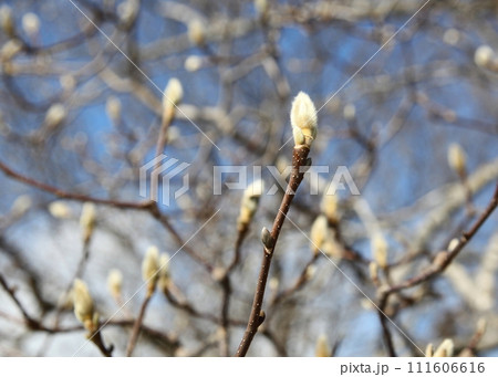 春を待つ白モクレンの蕾(冬芽) 春を待つ白モクレンの蕾(冬芽) 111606616